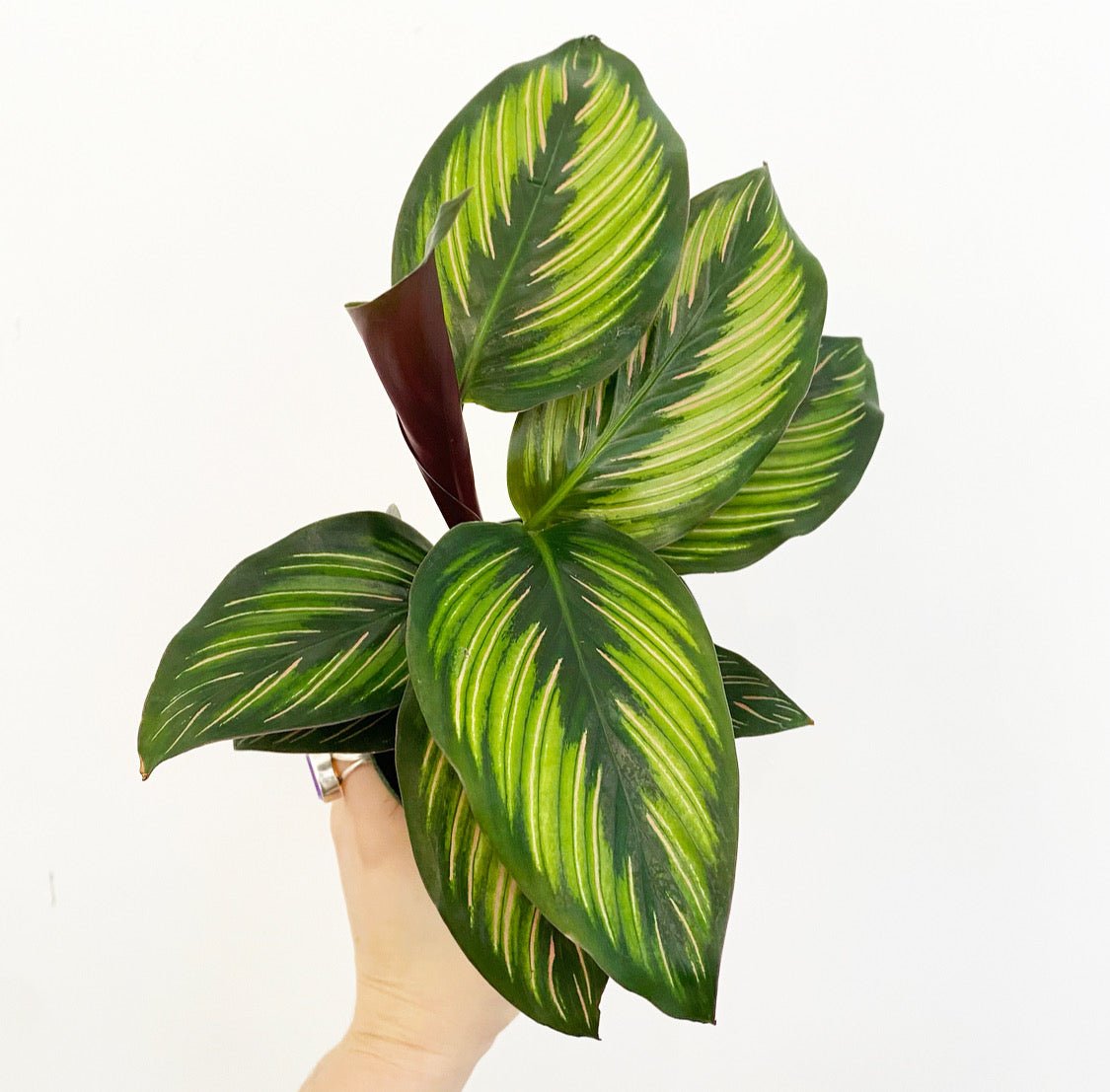 Calathea 'Beauty Star' - The Plant Lady SF