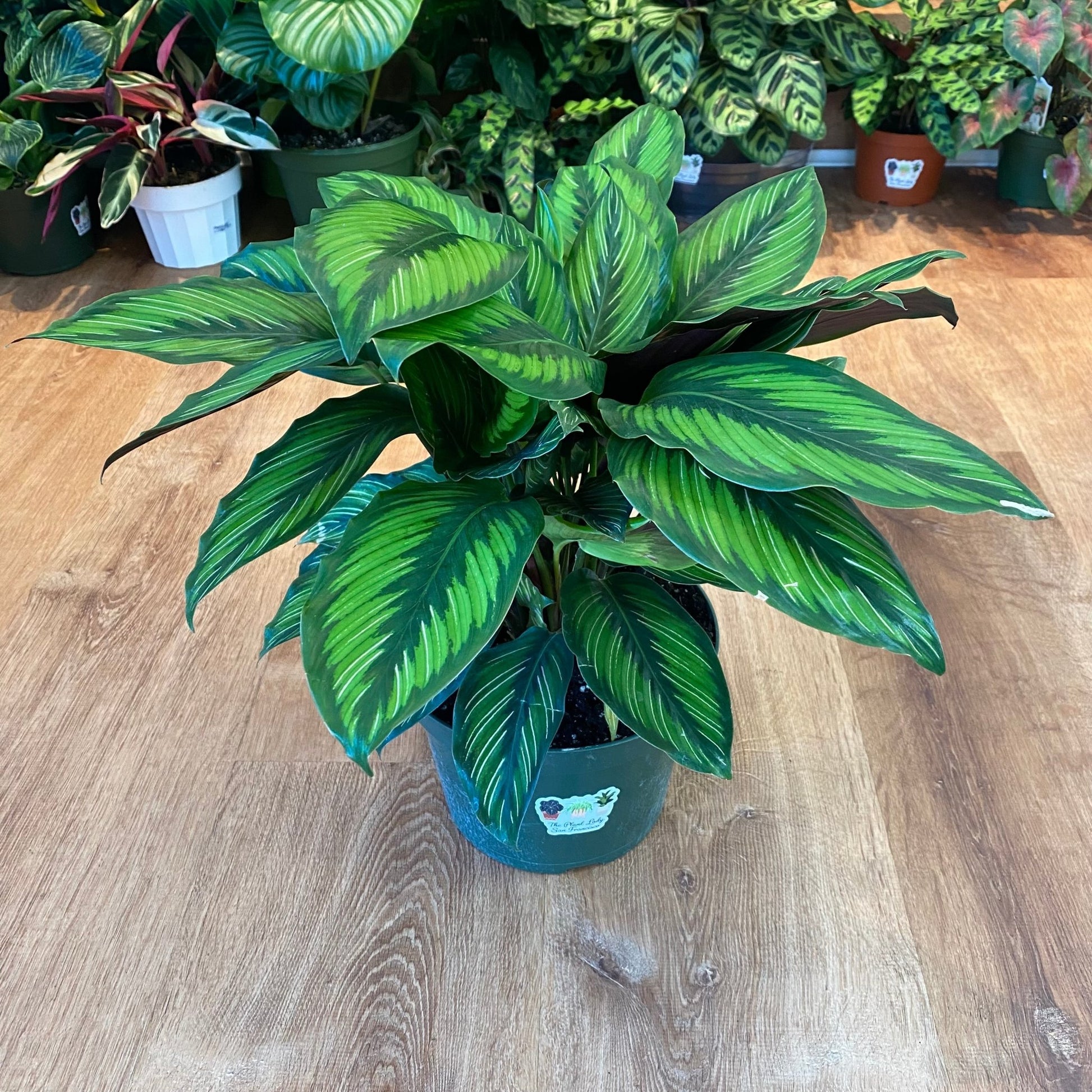 Calathea 'Beauty Star' - The Plant Lady SF