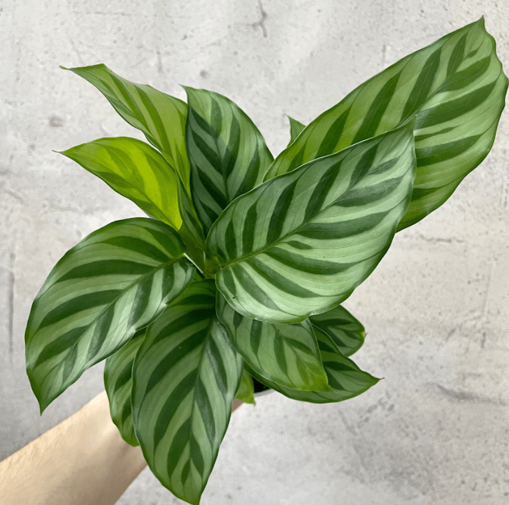 Calathea concinna “Freddie” - The Plant Lady SF