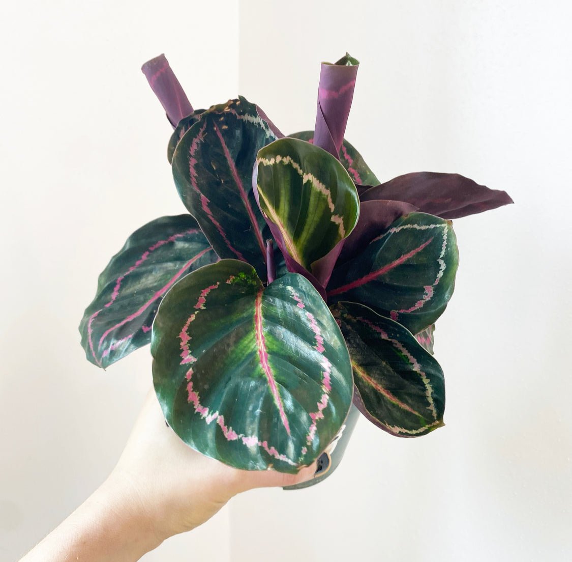 Calathea ‘Dottie’ - The Plant Lady SF