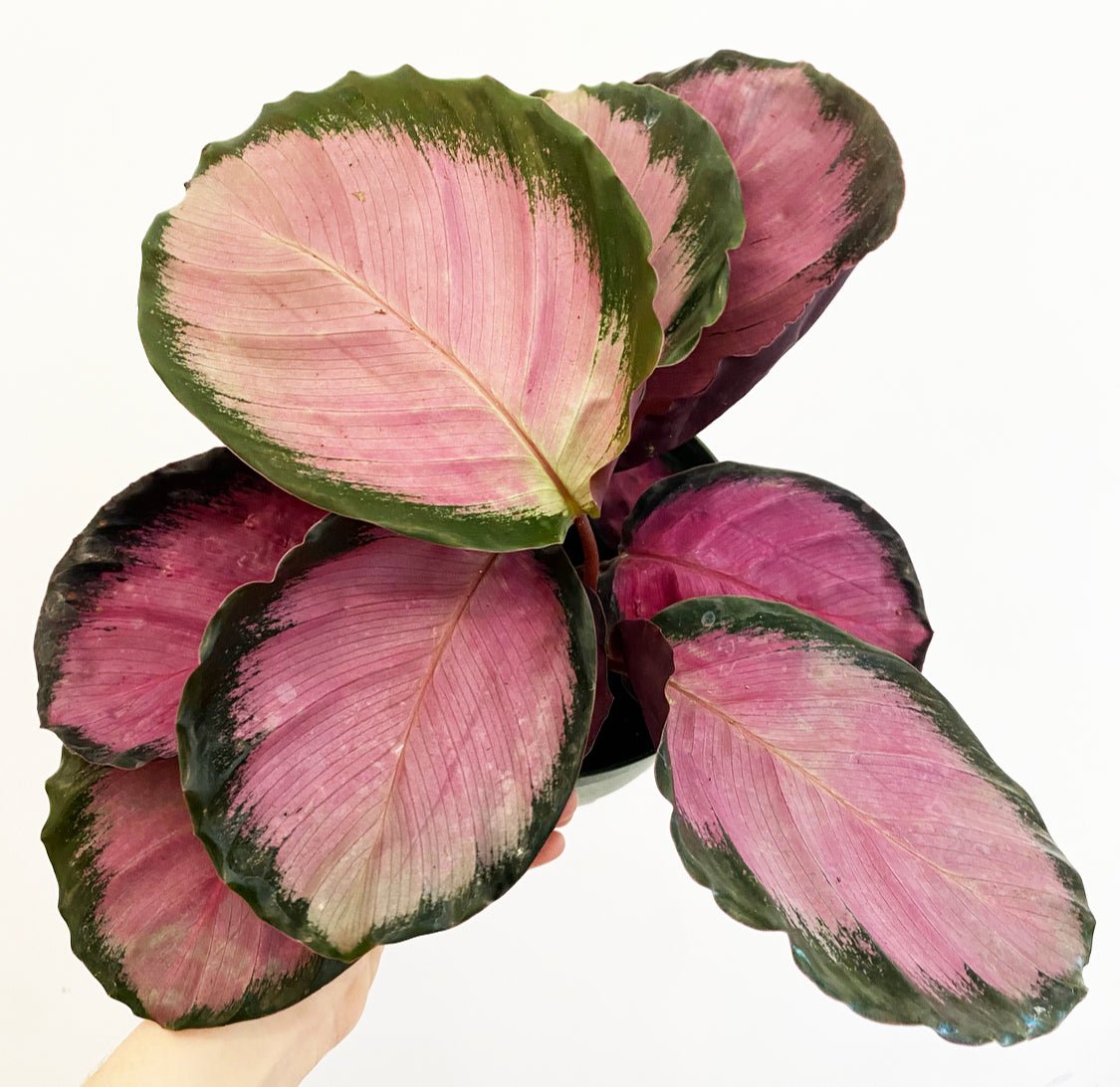 Calathea (Geoppertia) roseopicta "Purple Rose" - The Plant Lady SF
