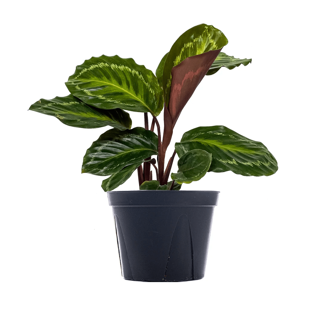 Calathea 'Jungle Cat' - The Plant Lady SF