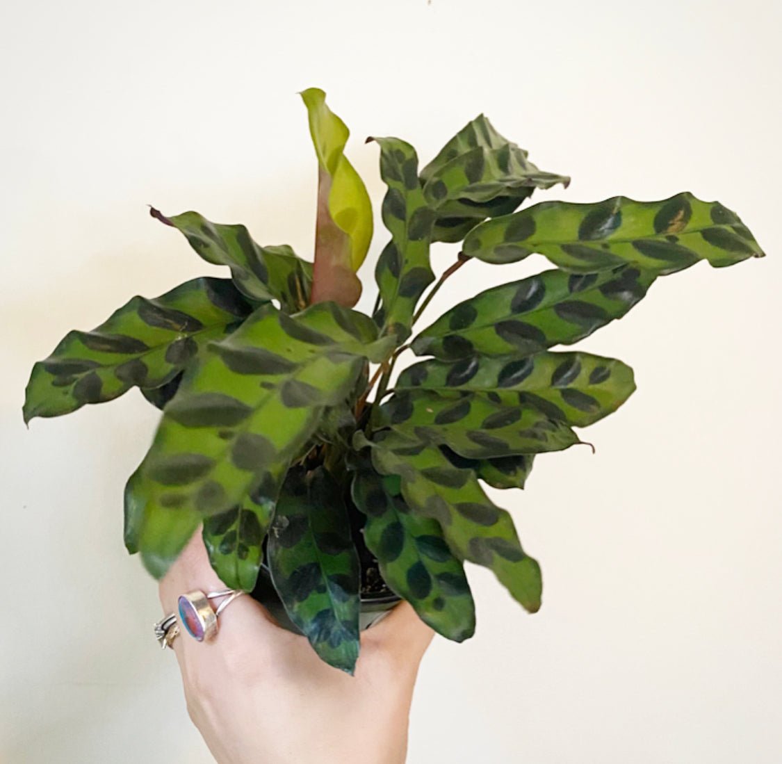 Calathea lancifolia (Rattlesnake Plant) - The Plant Lady SF
