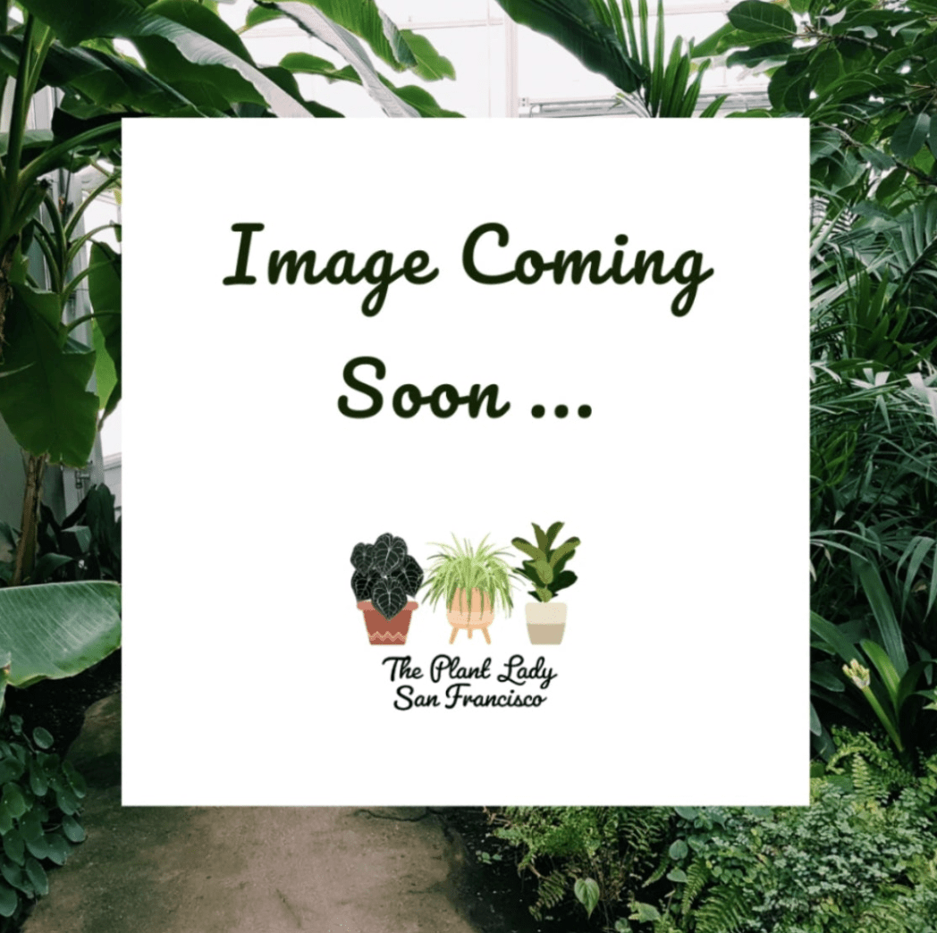 Calathea lancifolia (Rattlesnake Plant) - The Plant Lady SF