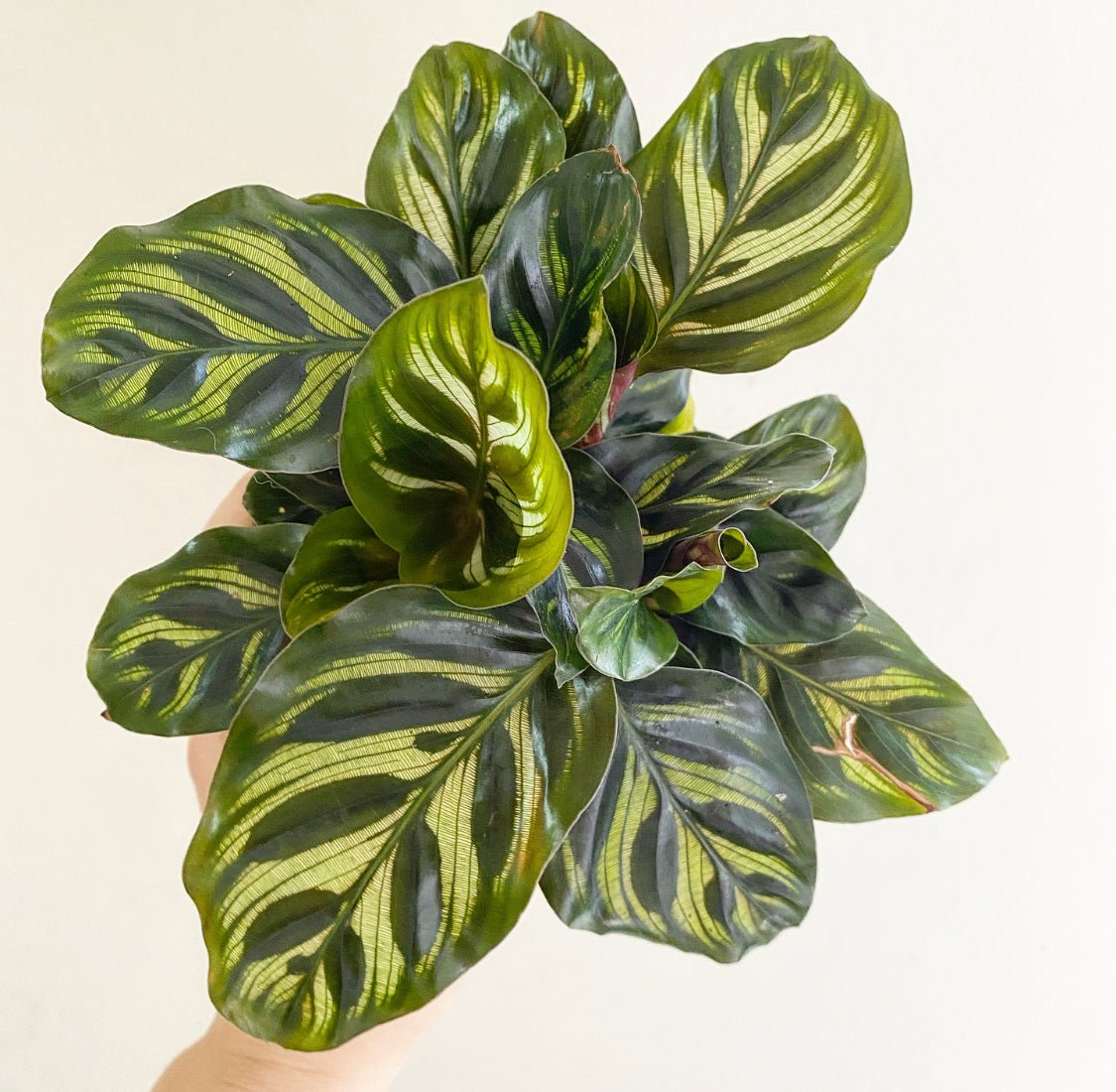 Calathea makoyana - The Plant Lady SF