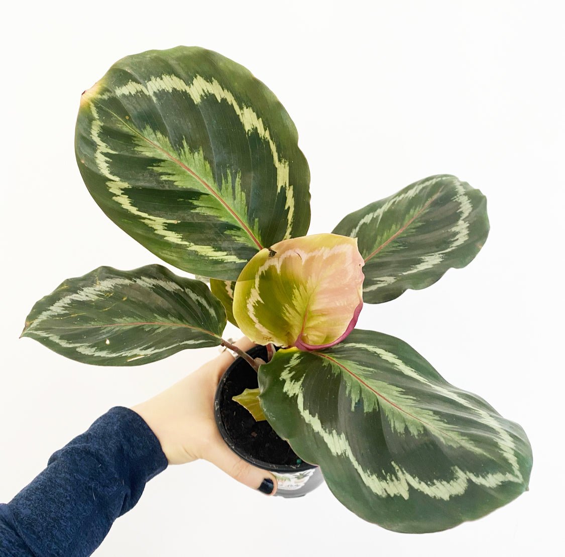 Calathea 'Medallion' - The Plant Lady SF