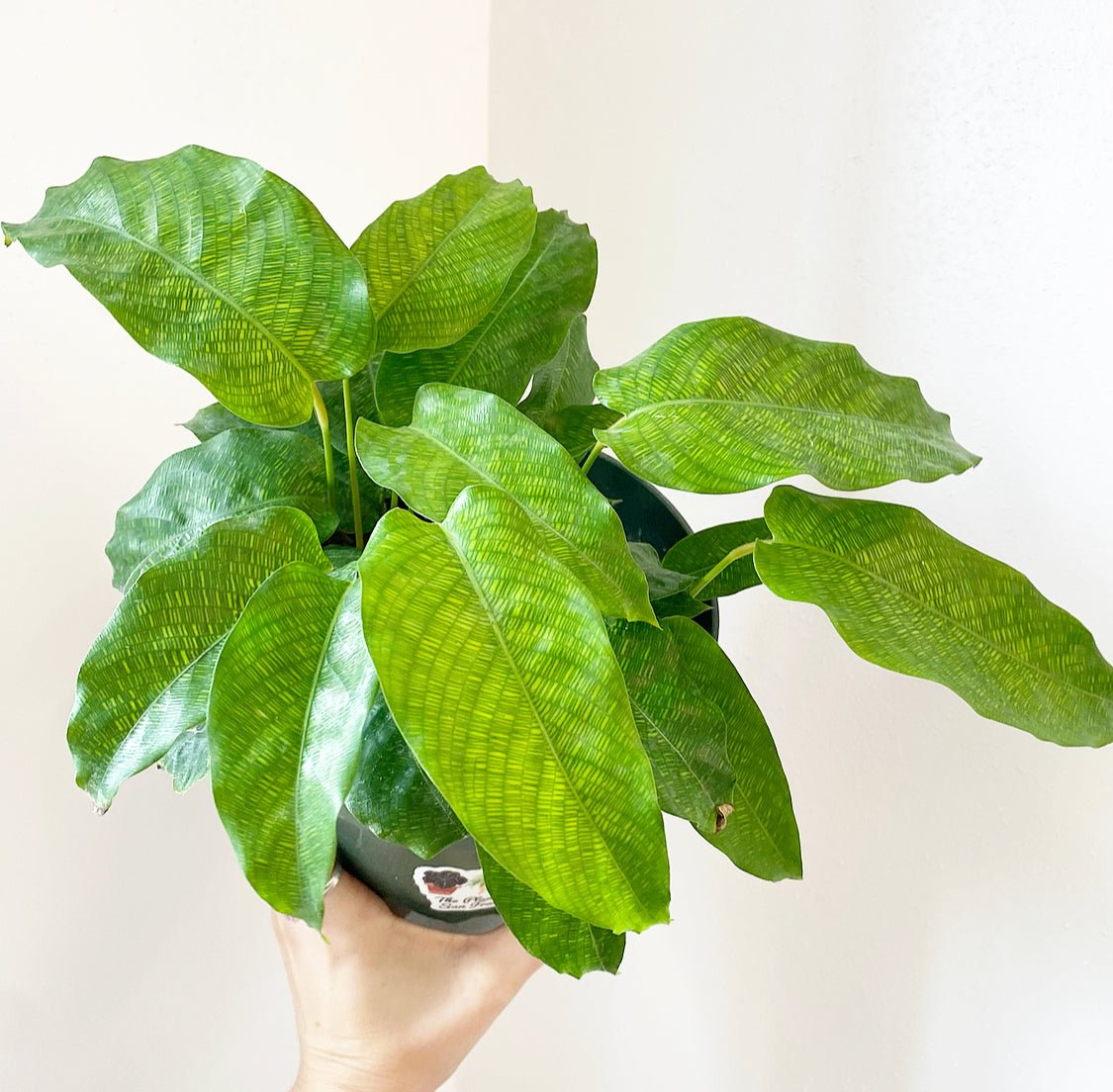 Calathea musaica - The Plant Lady SF