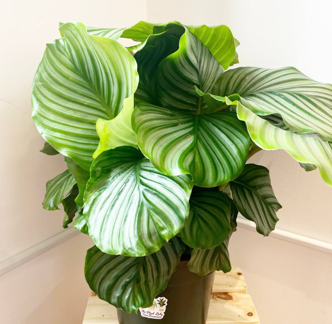 Calathea orbifolia - The Plant Lady SF