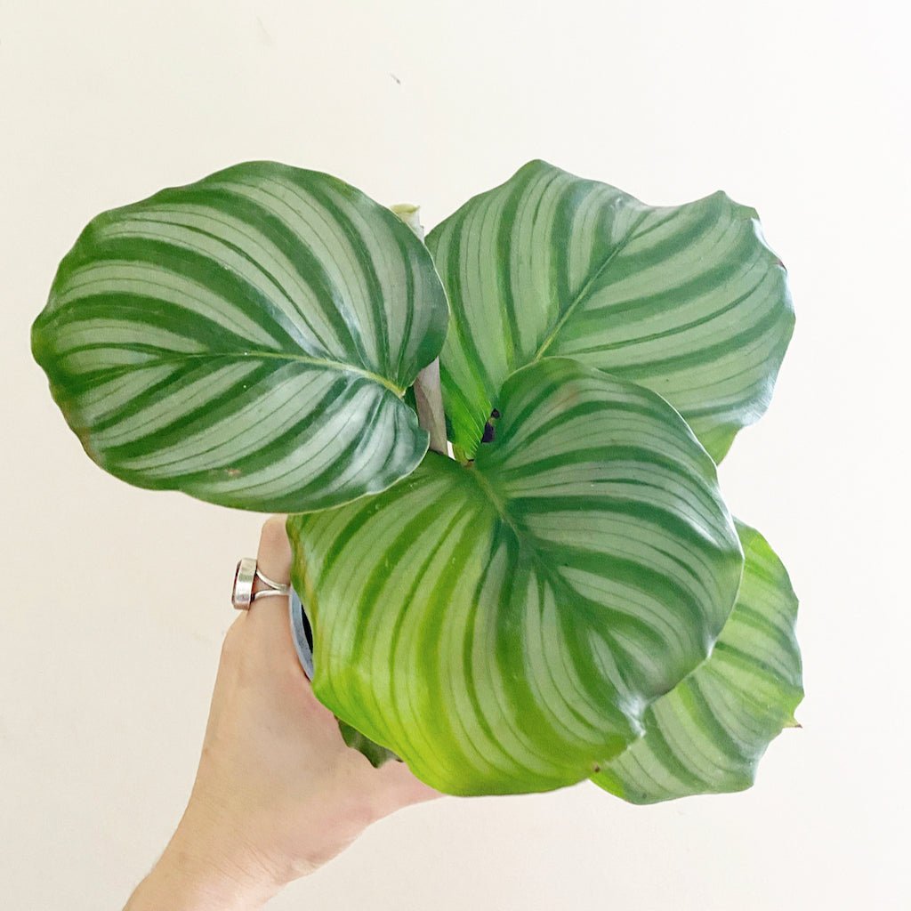 Calathea orbifolia - The Plant Lady SF