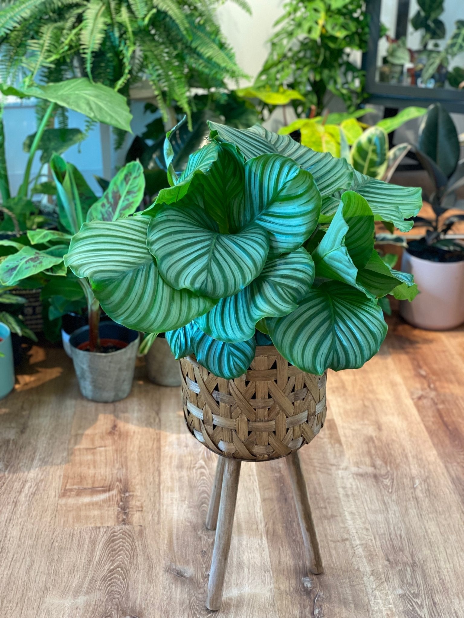 Calathea orbifolia