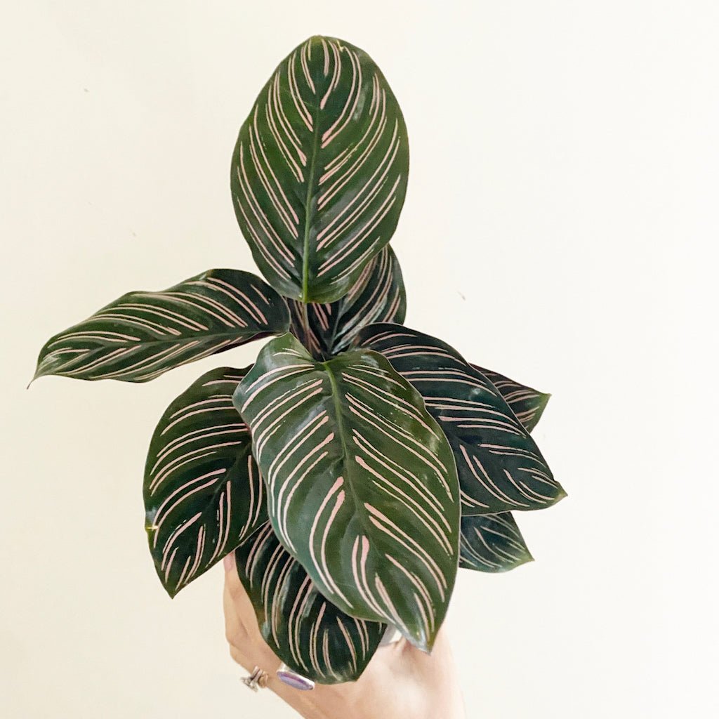 Calathea ornata 'Pinstripe' - The Plant Lady SF