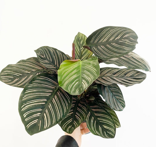 Calathea ornata 'Pinstripe' - The Plant Lady SF