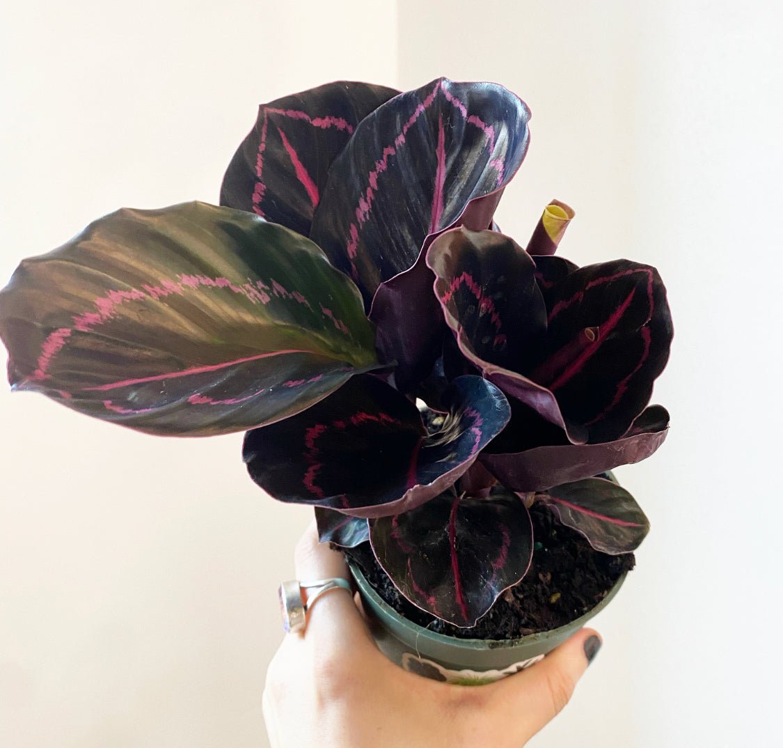 Calathea ‘Surprise Star’ - The Plant Lady SF