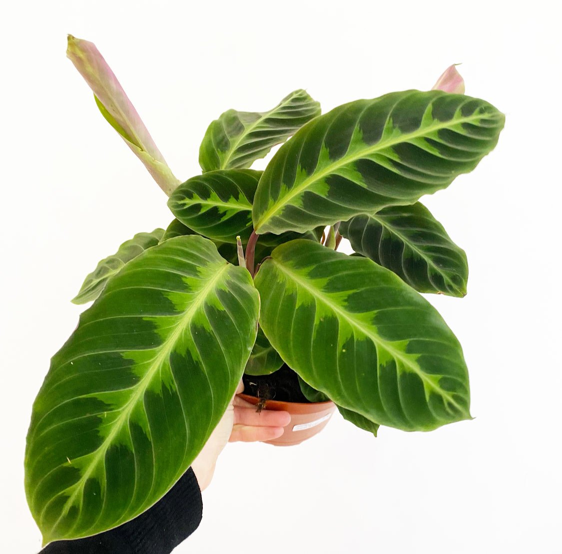 Calathea 'Warscewiczii' - The Plant Lady SF
