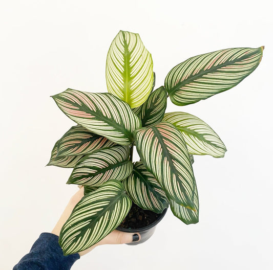 Calathea 'White Star' - The Plant Lady SF