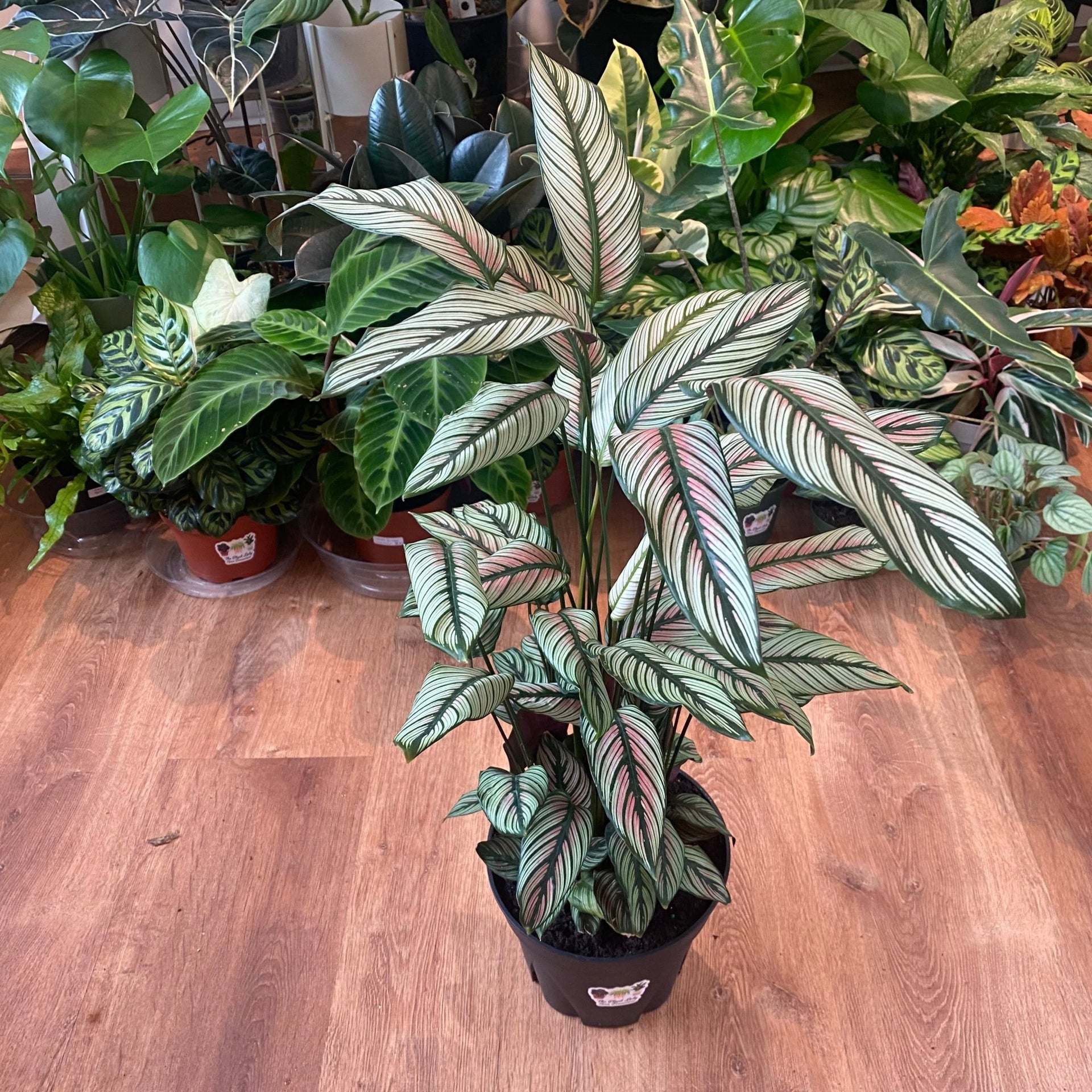 Calathea 'White Star' – The Plant Lady SF