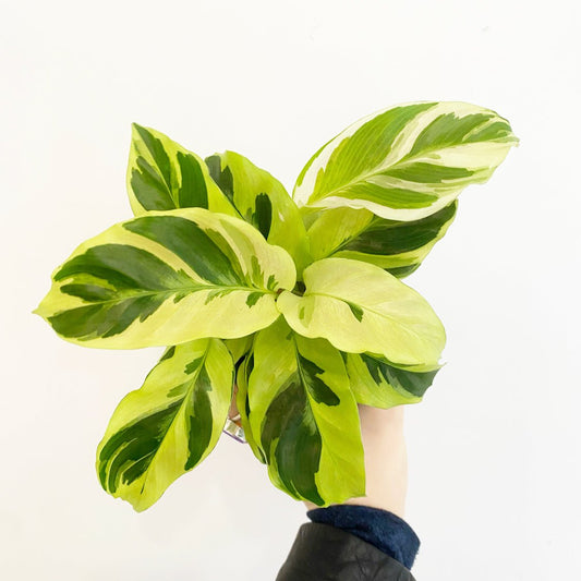 Calathea 'Yellow Fusion' - The Plant Lady SF