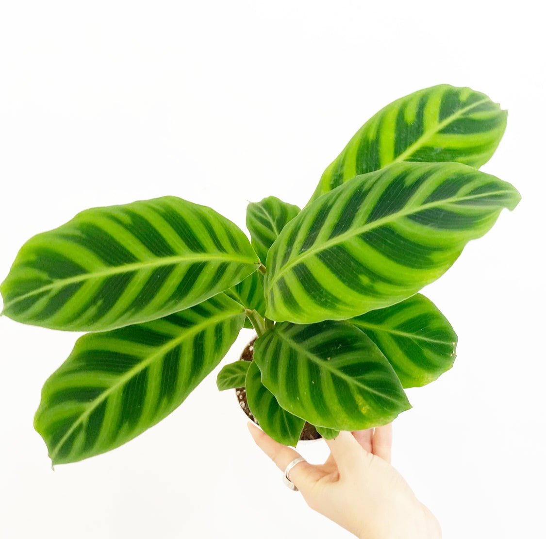 Calathea zebrina - The Plant Lady SF