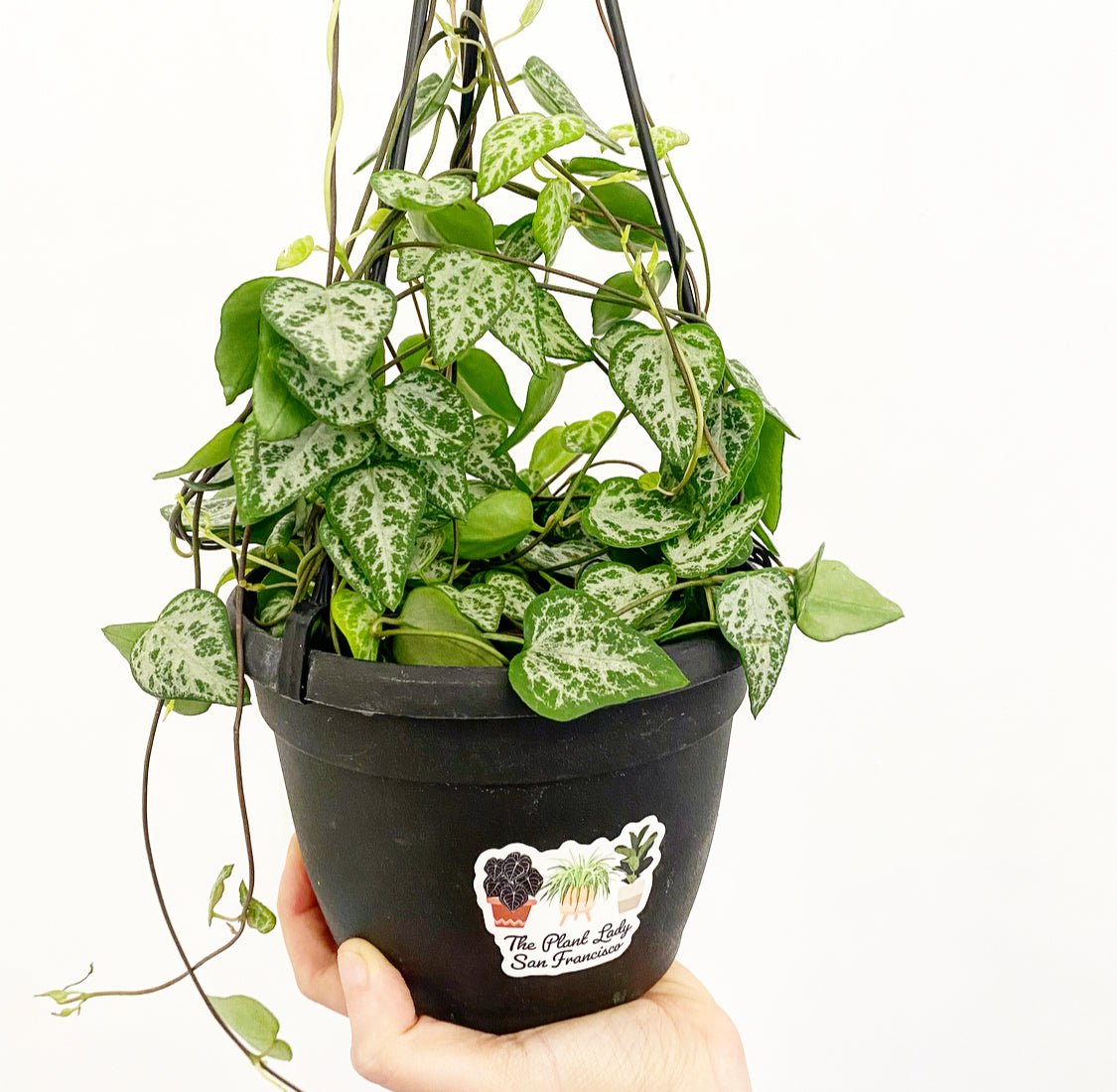 Ceropegia Woodii Cv. 'String Of Arrows' - The Plant Lady SF