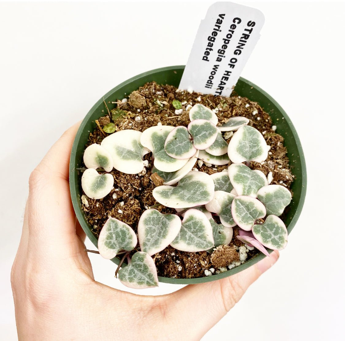 Ceropegia woodii variegata (Variegated String of Hearts) - The Plant Lady SF