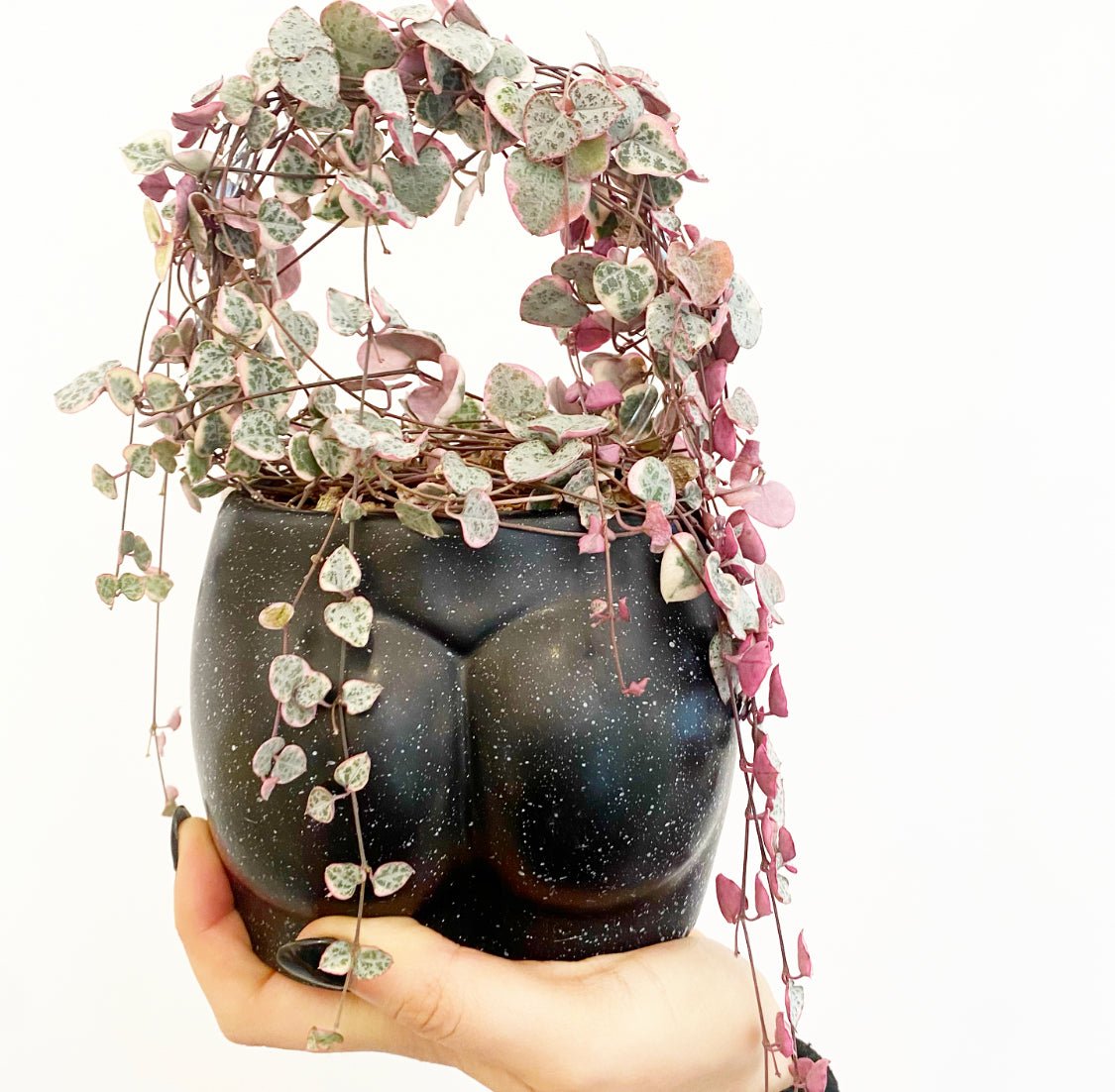 Ceropegia woodii variegata (Variegated String of Hearts) - The Plant Lady SF