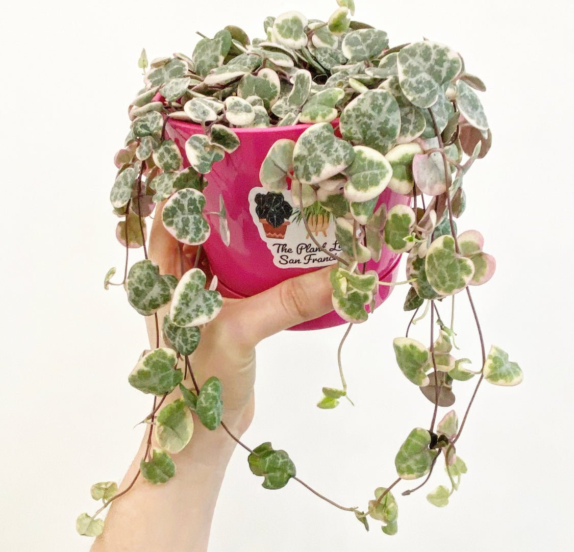 Ceropegia woodii variegata (Variegated String of Hearts) - The Plant Lady SF