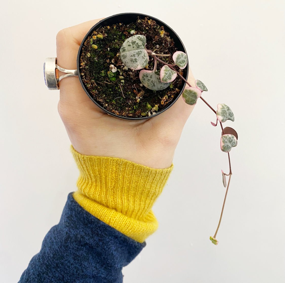 Ceropegia woodii variegata (Variegated String of Hearts) - The Plant Lady SF