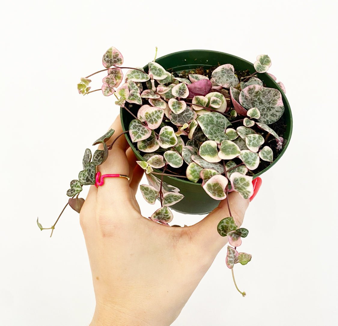 Ceropegia woodii variegata (Variegated String of Hearts) - The Plant Lady SF