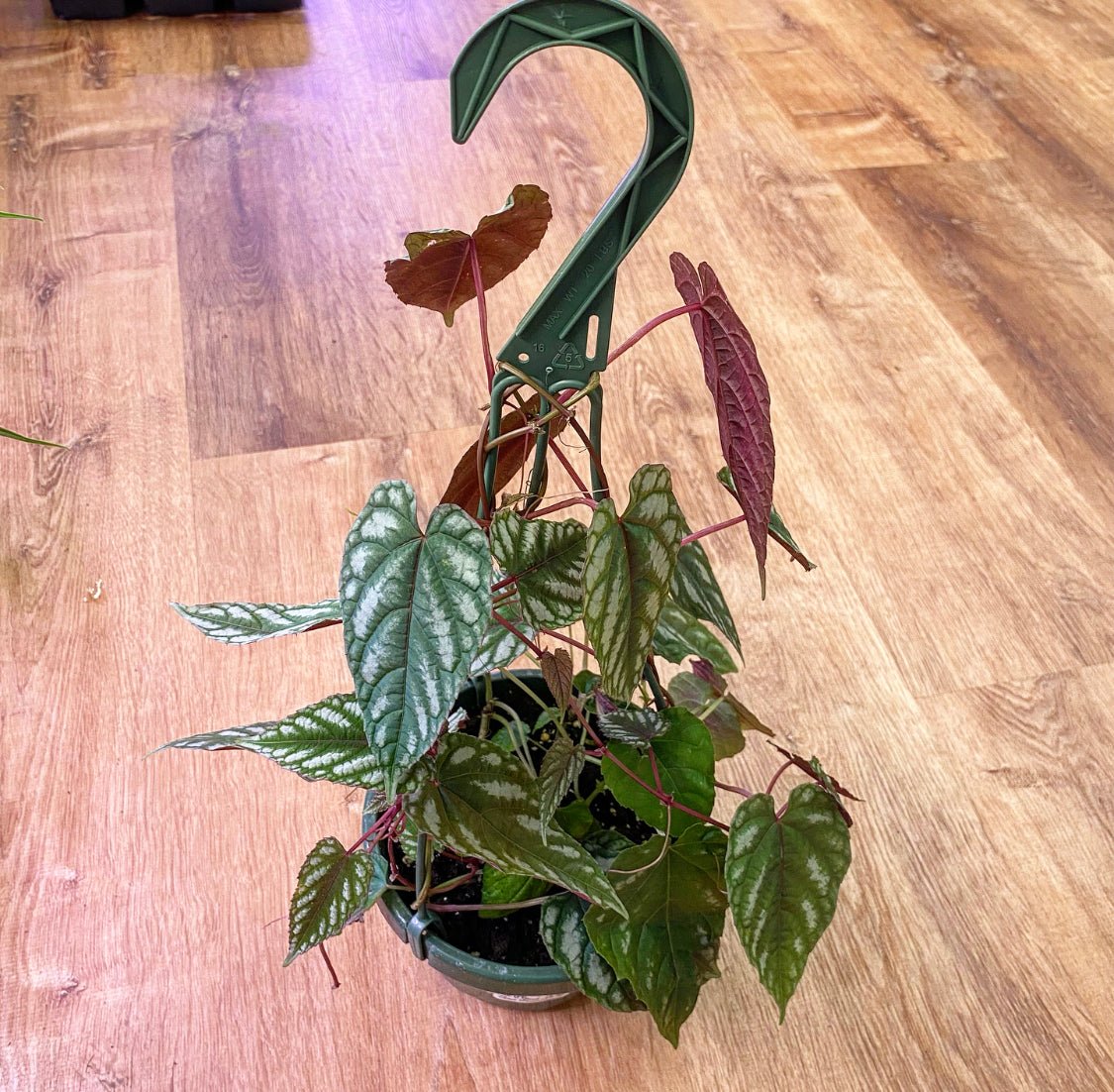 Cissus javana AKA Cissus discolor - The Plant Lady SF