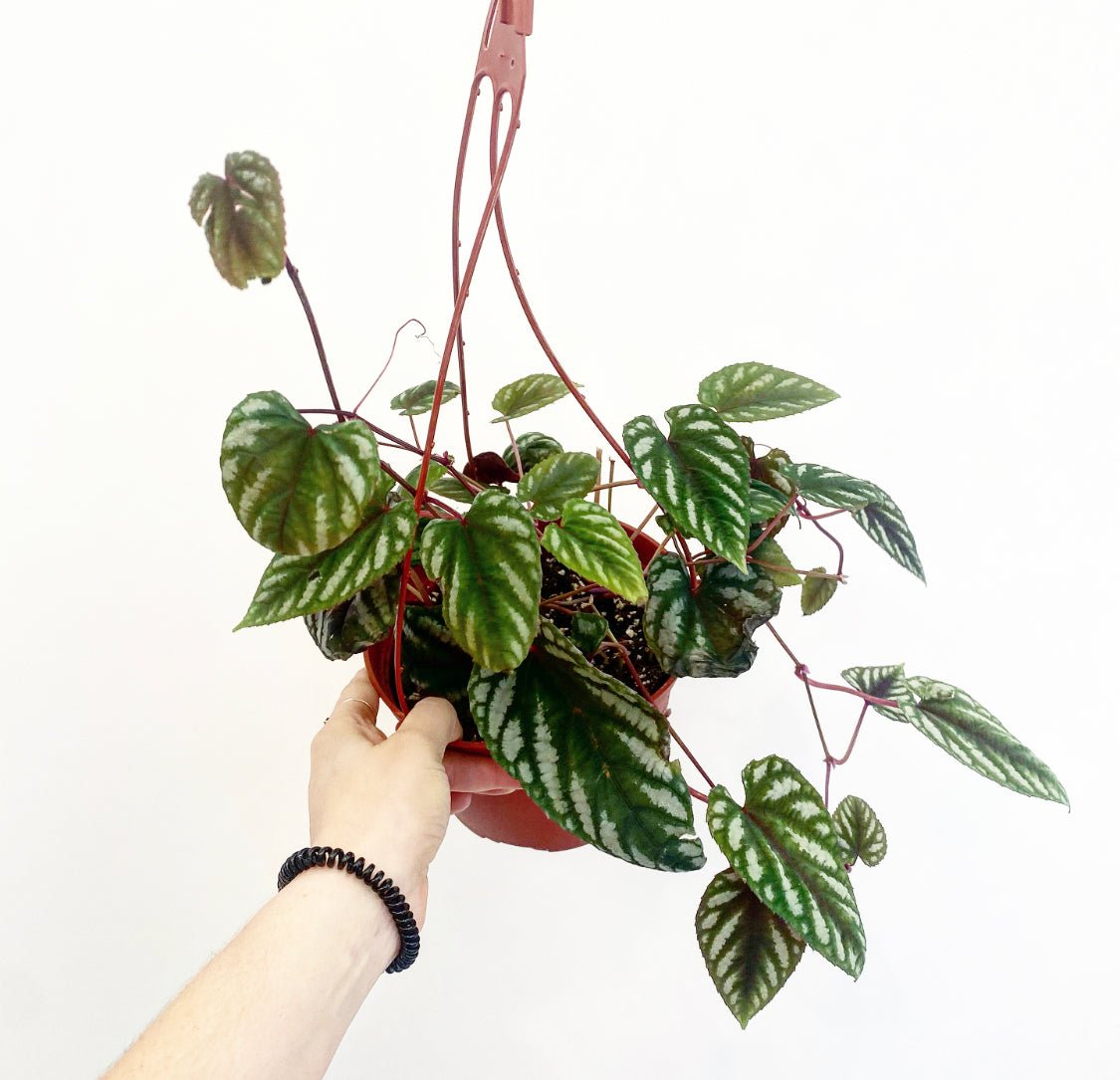 Cissus javana AKA Cissus discolor – The Plant Lady SF