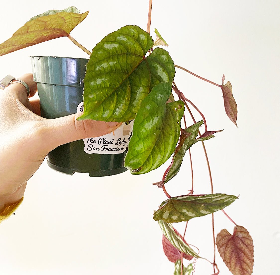 Cissus javana AKA Cissus discolor - The Plant Lady SF