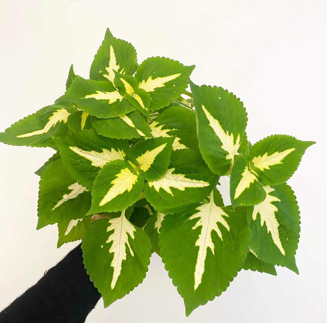 Coleus - The Plant Lady SF