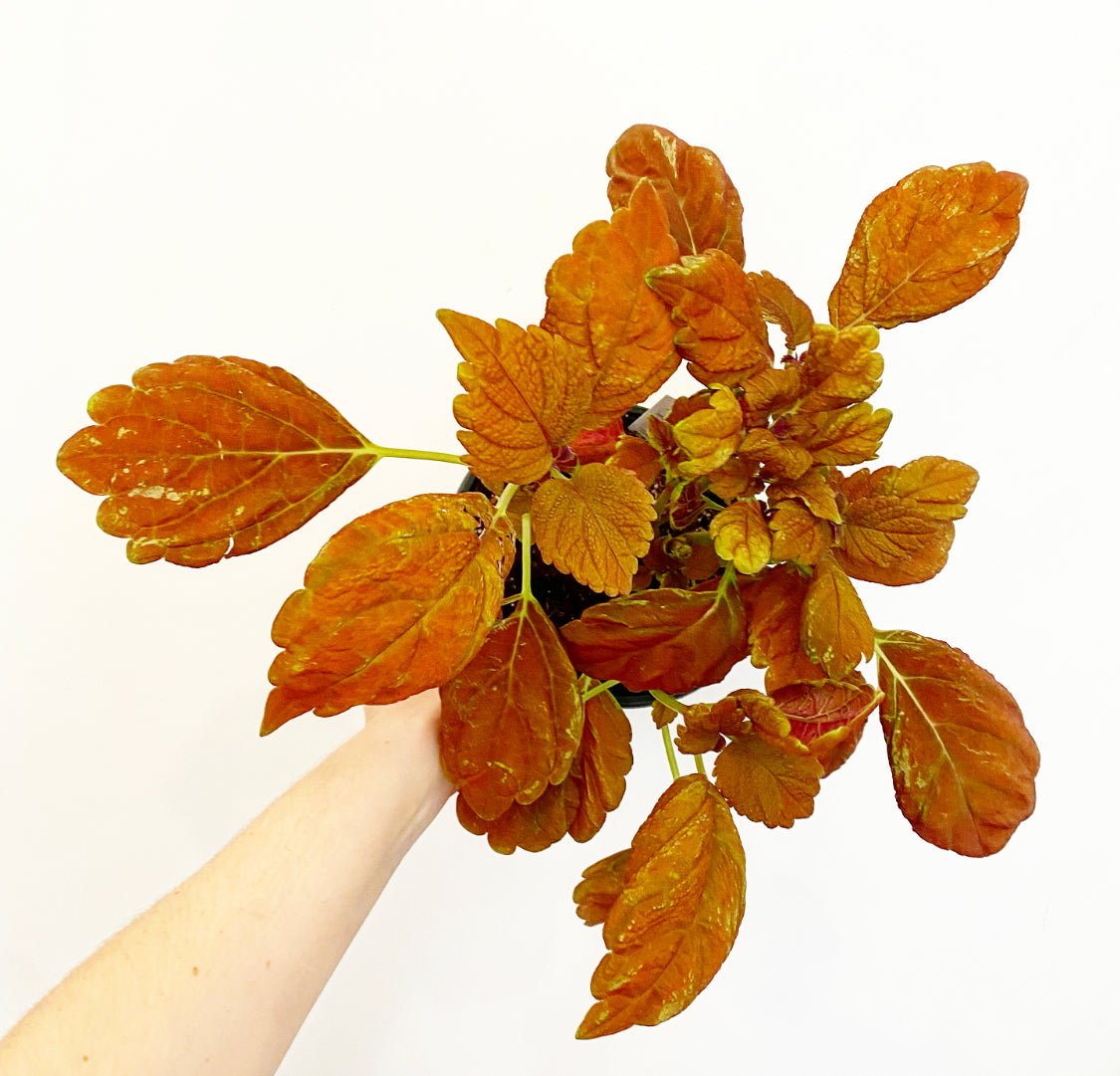 Coleus - The Plant Lady SF