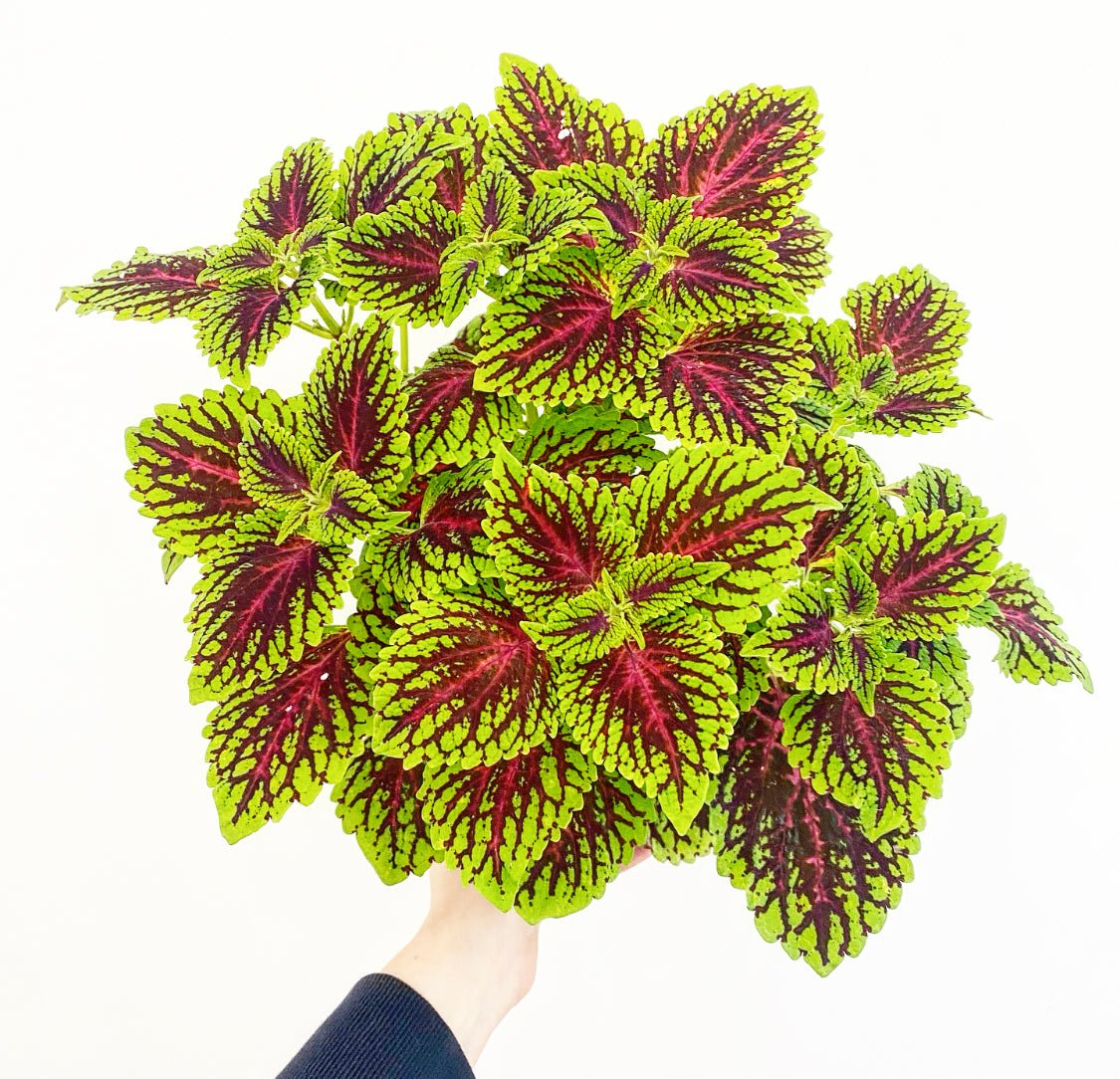 Coleus - The Plant Lady SF