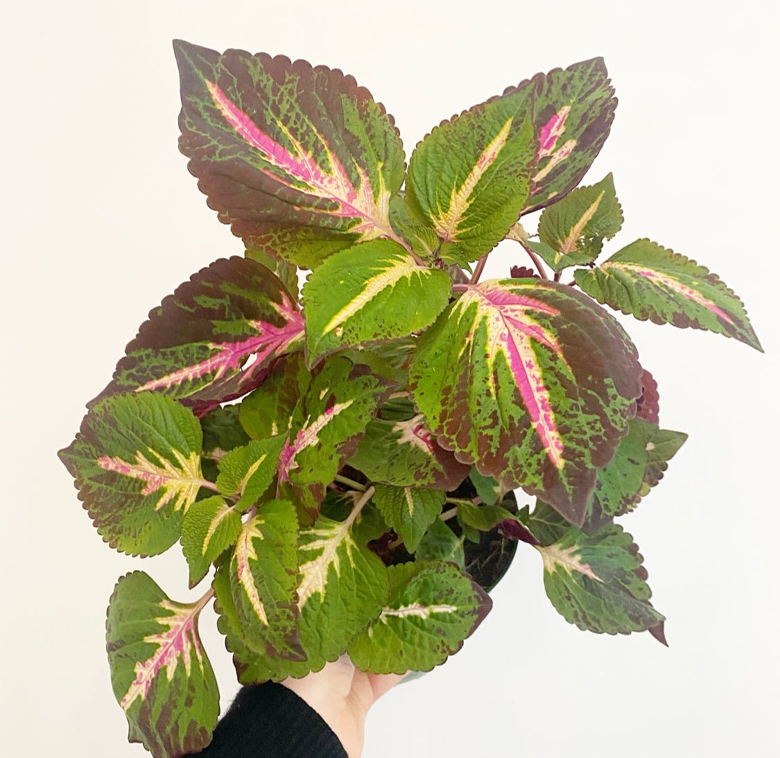 Coleus - The Plant Lady SF