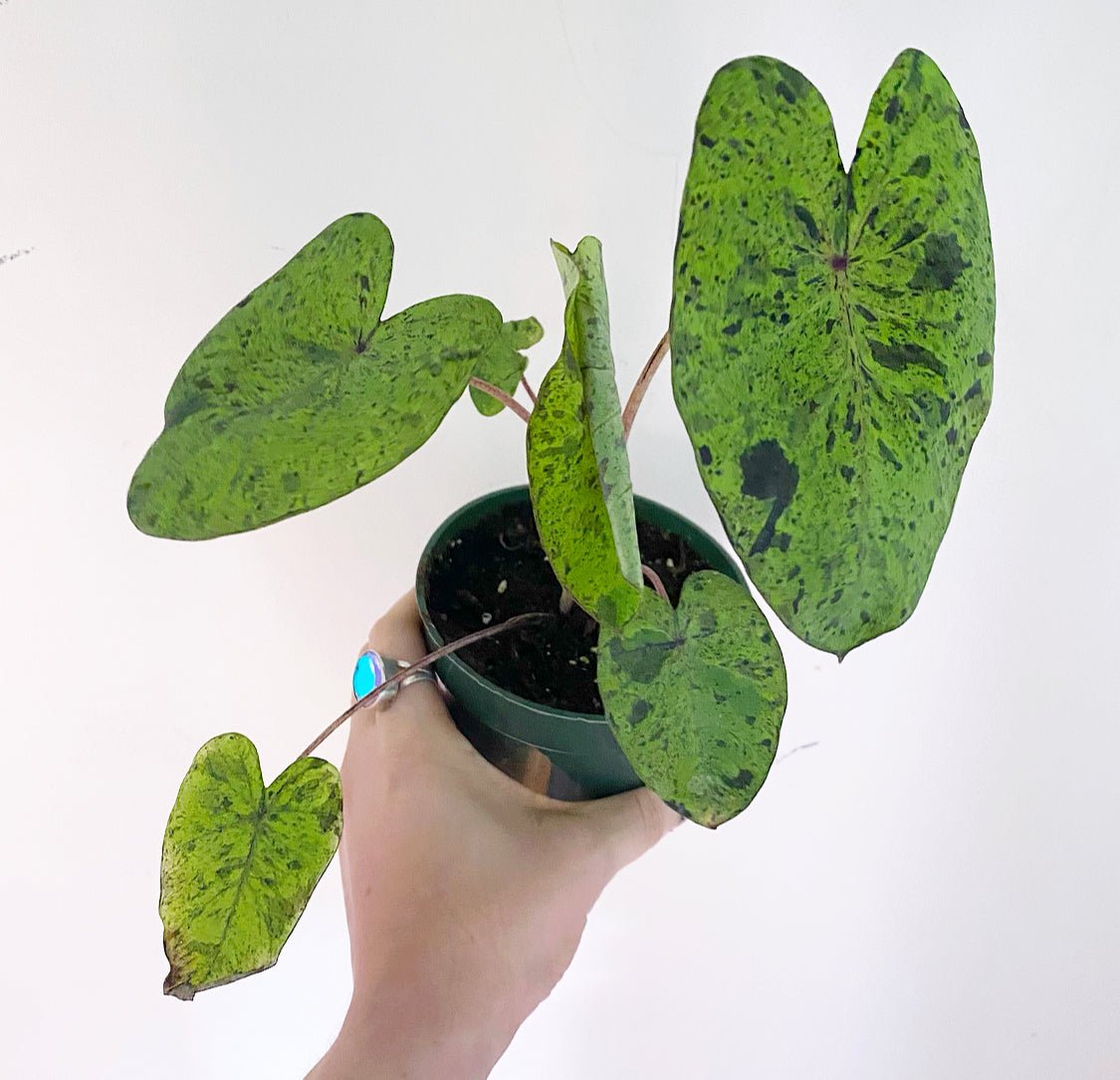 Colocasia 'Mojito' - The Plant Lady SF