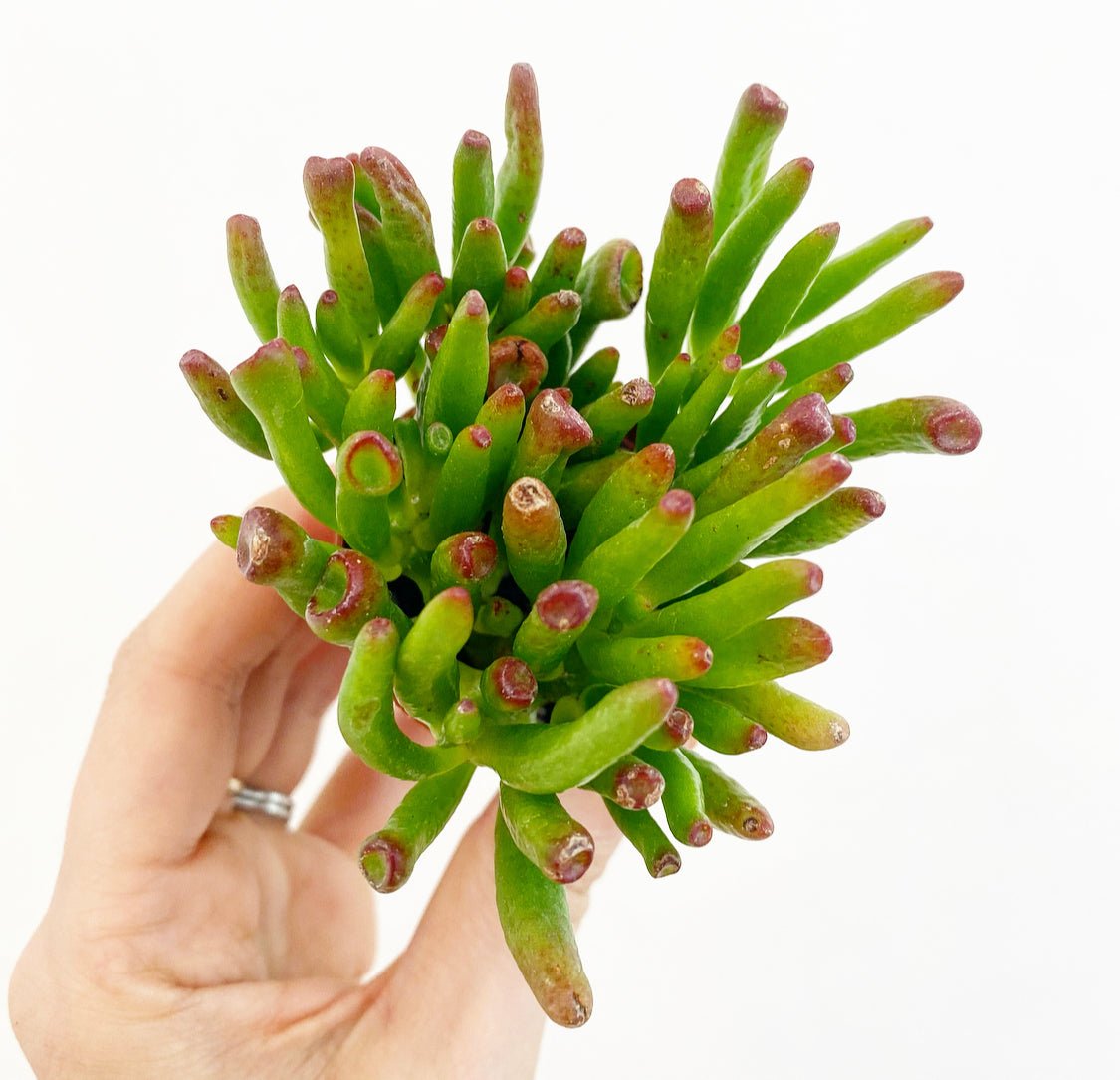 Crassula ovata AKA 'Gollum' Jade - The Plant Lady SF
