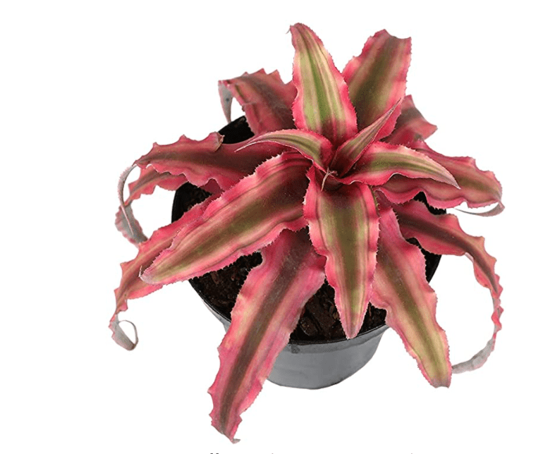 Cryptanthus Assorted (Earth Star) - The Plant Lady SF