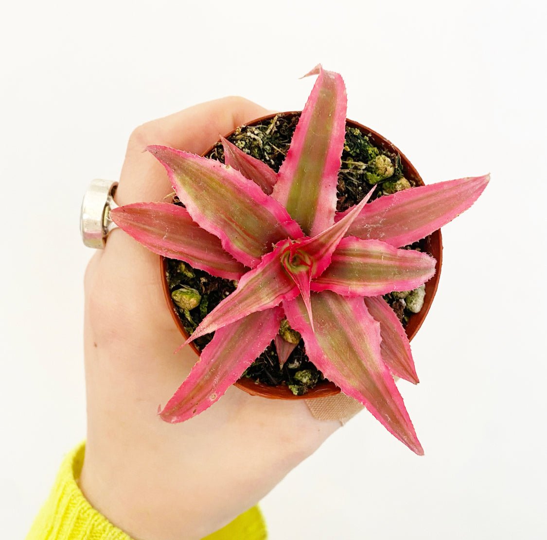 Cryptanthus Assorted (Earth Star) - The Plant Lady SF