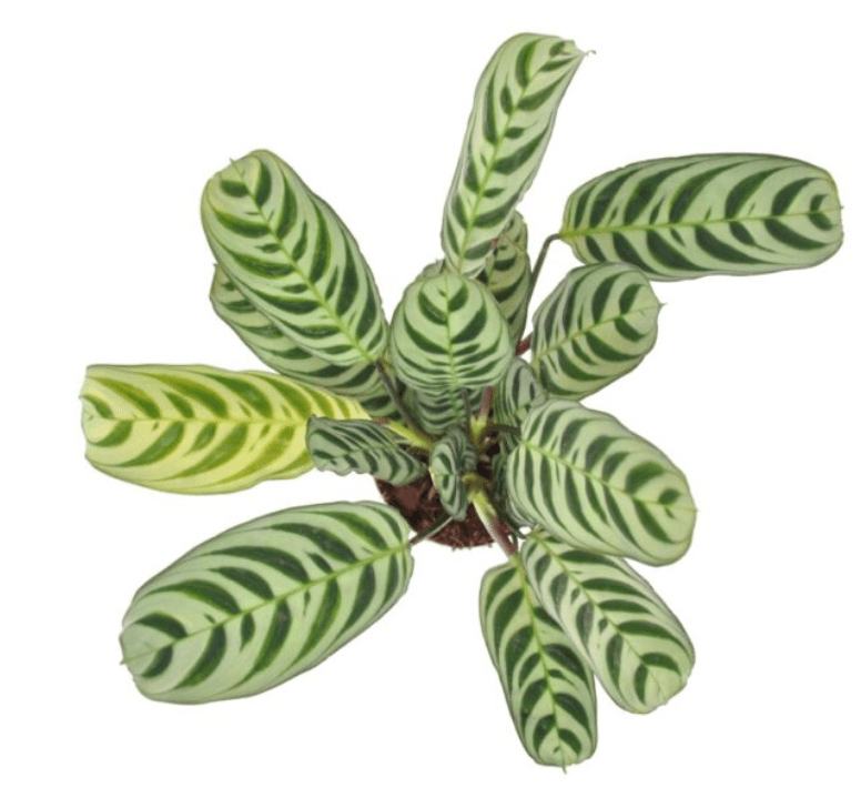 Ctenanthe burle - marxii - The Plant Lady SF