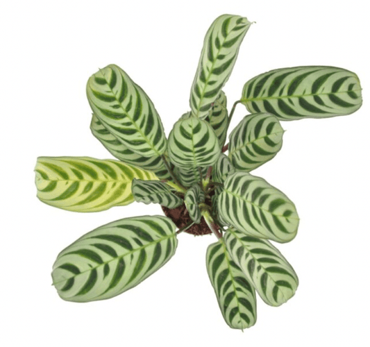 Ctenanthe burle - marxii - The Plant Lady SF