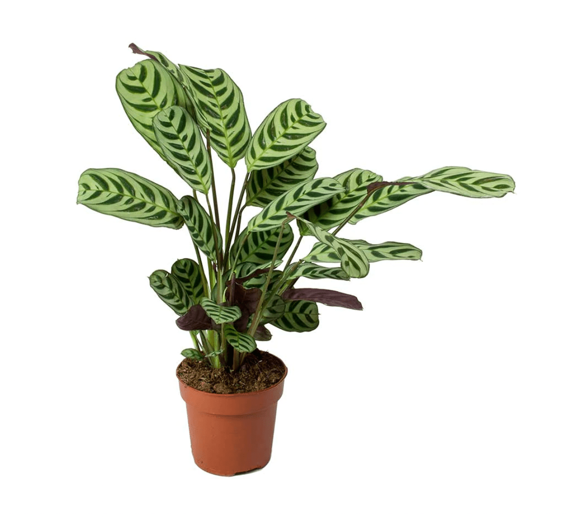 Ctenanthe burle - marxii - The Plant Lady SF