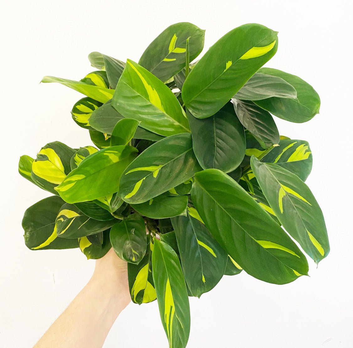Ctenanthe lubbersiana AKA Ctenanthe pilosa (Golden Mosaic) - The Plant Lady SF