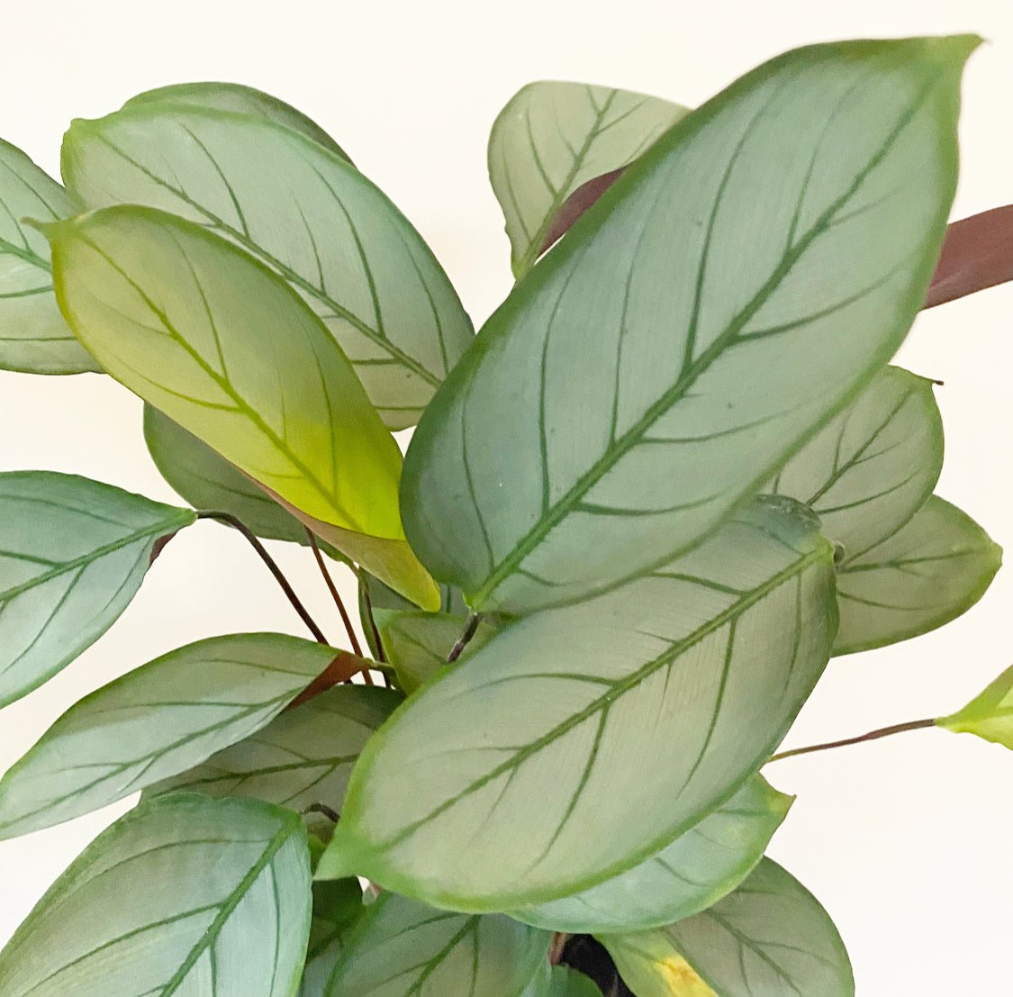 Ctenanthe setosa 'Grey Star' - The Plant Lady SF