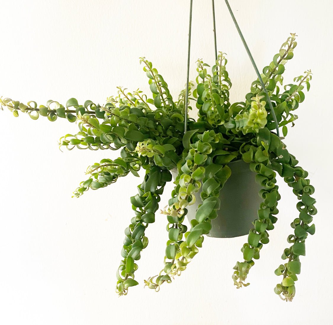 Curly Lipstick Plant (Aeschynanthus radicans) - The Plant Lady SF