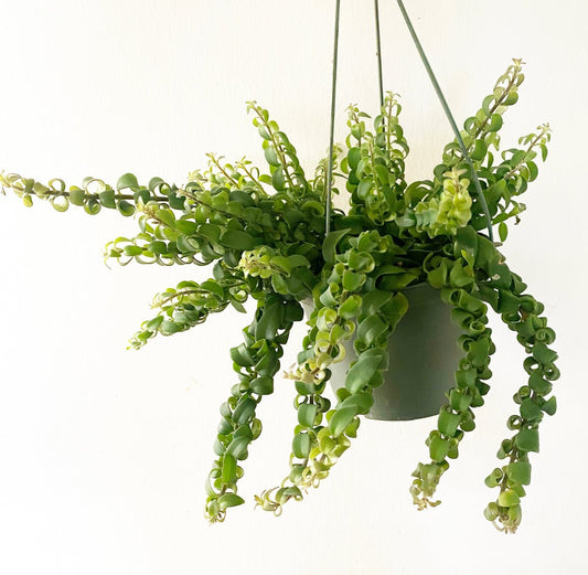 Curly Lipstick Plant (Aeschynanthus radicans) - The Plant Lady SF