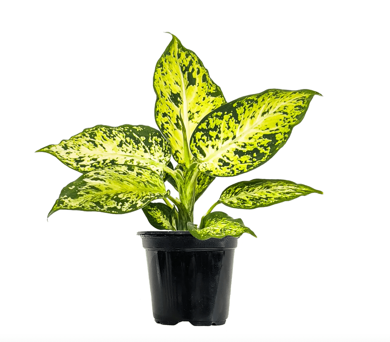 Dieffenbachia 'Amy' - The Plant Lady SF