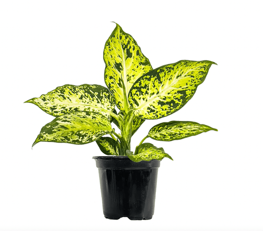 Dieffenbachia 'Amy' - The Plant Lady SF