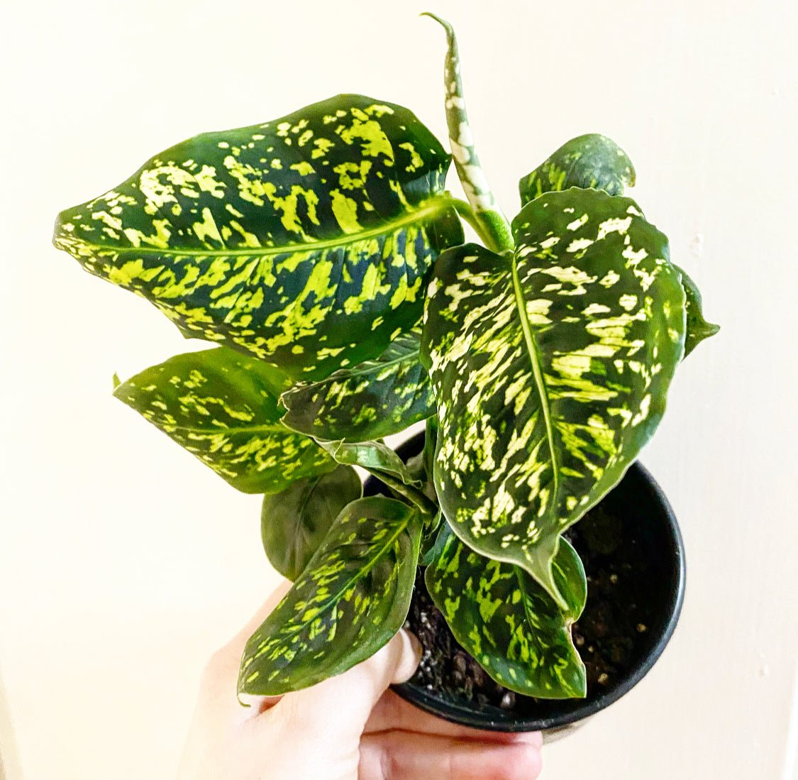 Dieffenbachia sp. 'Reflector' - The Plant Lady SF