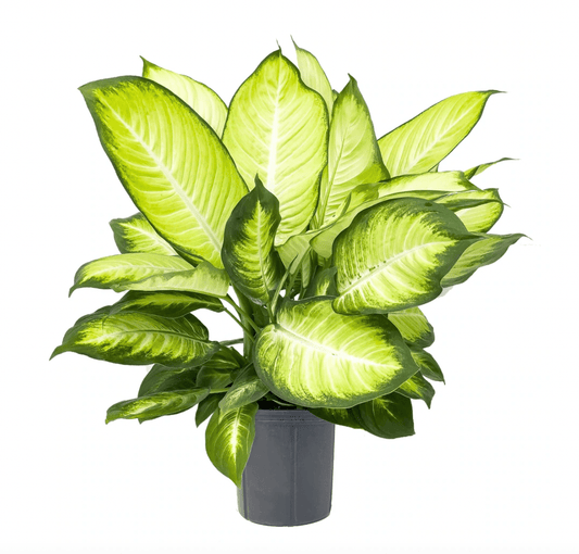 Dieffenbachia 'Tropic Marianne' - The Plant Lady SF